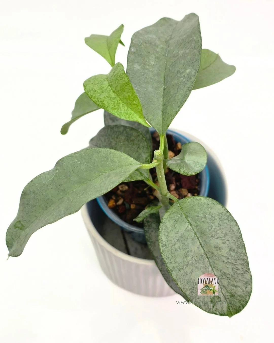 Hoya multiflora Wonderphil (2).jpg