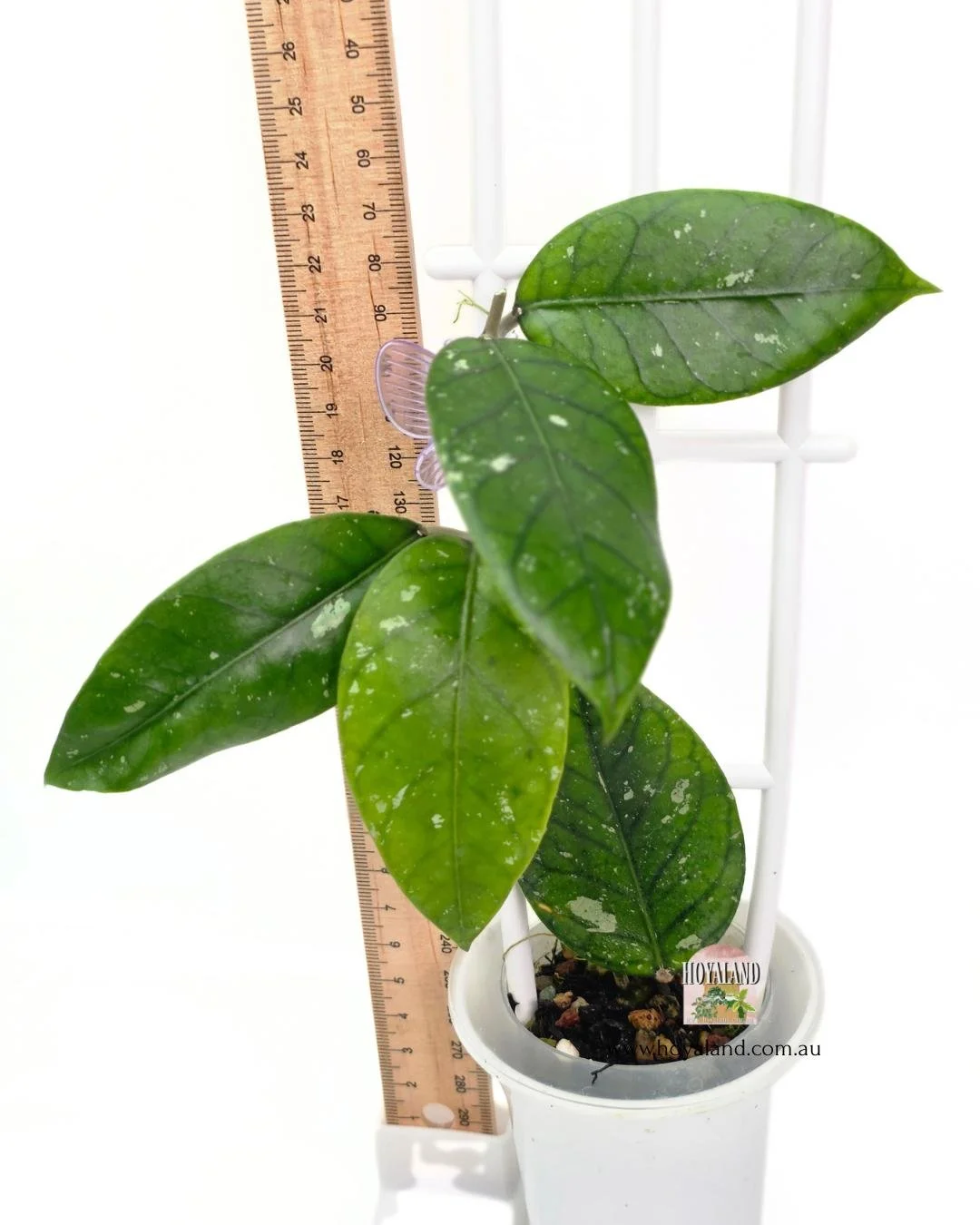 Hoya aceh 4 (4).jpg