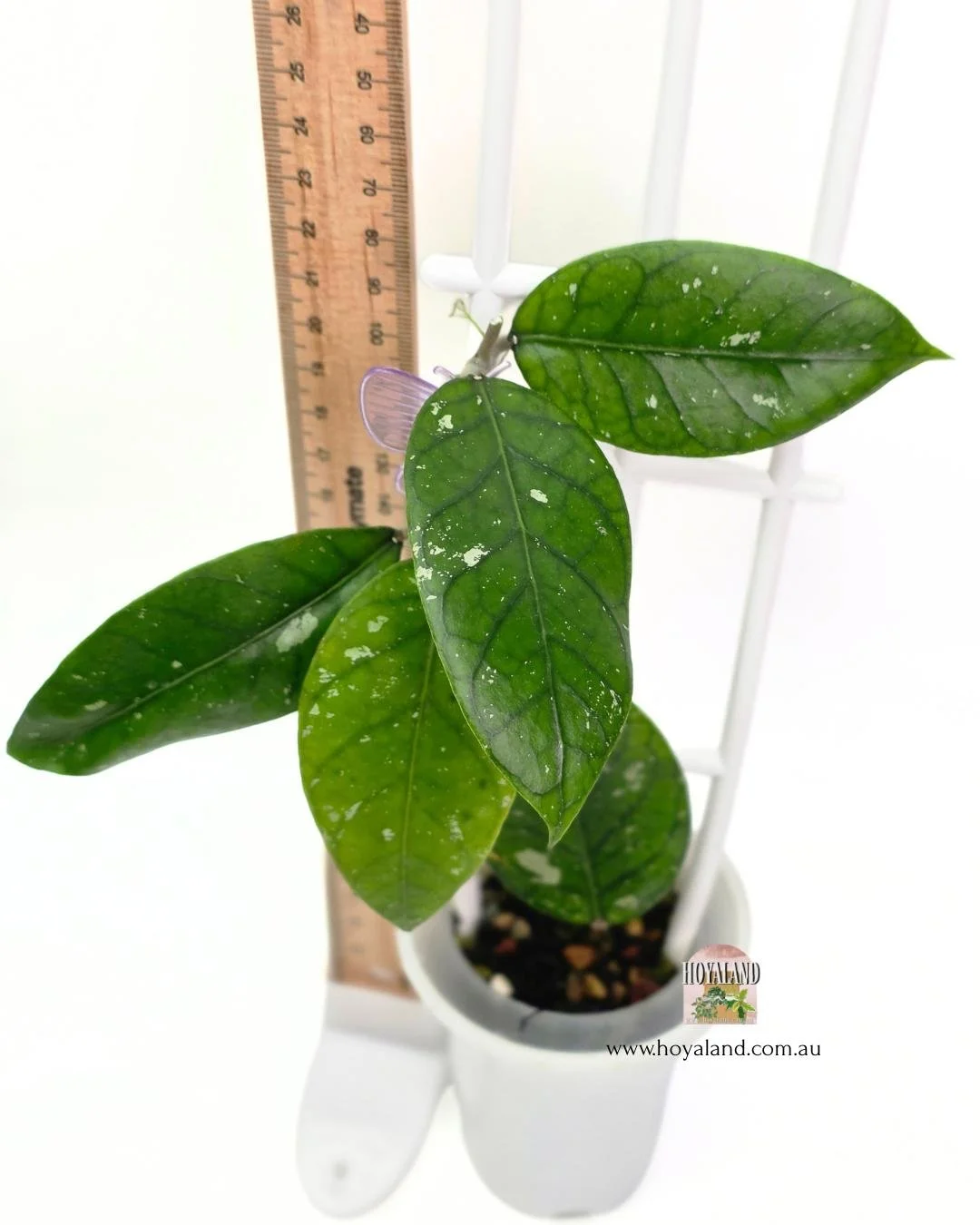 🍂 Rare Hoya sp. Aceh 4 | Prominent Veins | Army Look