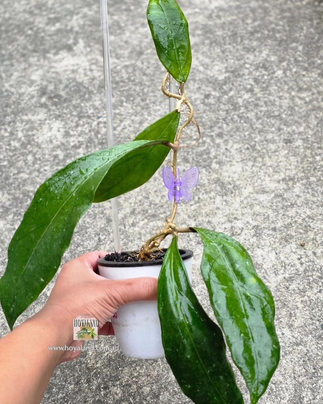 Hoya clemensiorum hybrid SS 2770 (2).jpg