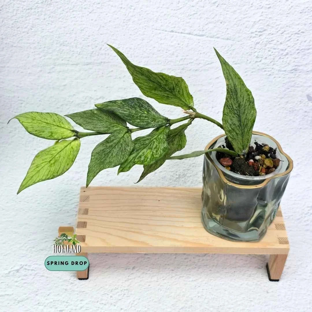 hoya polyneura broget (4).jpg