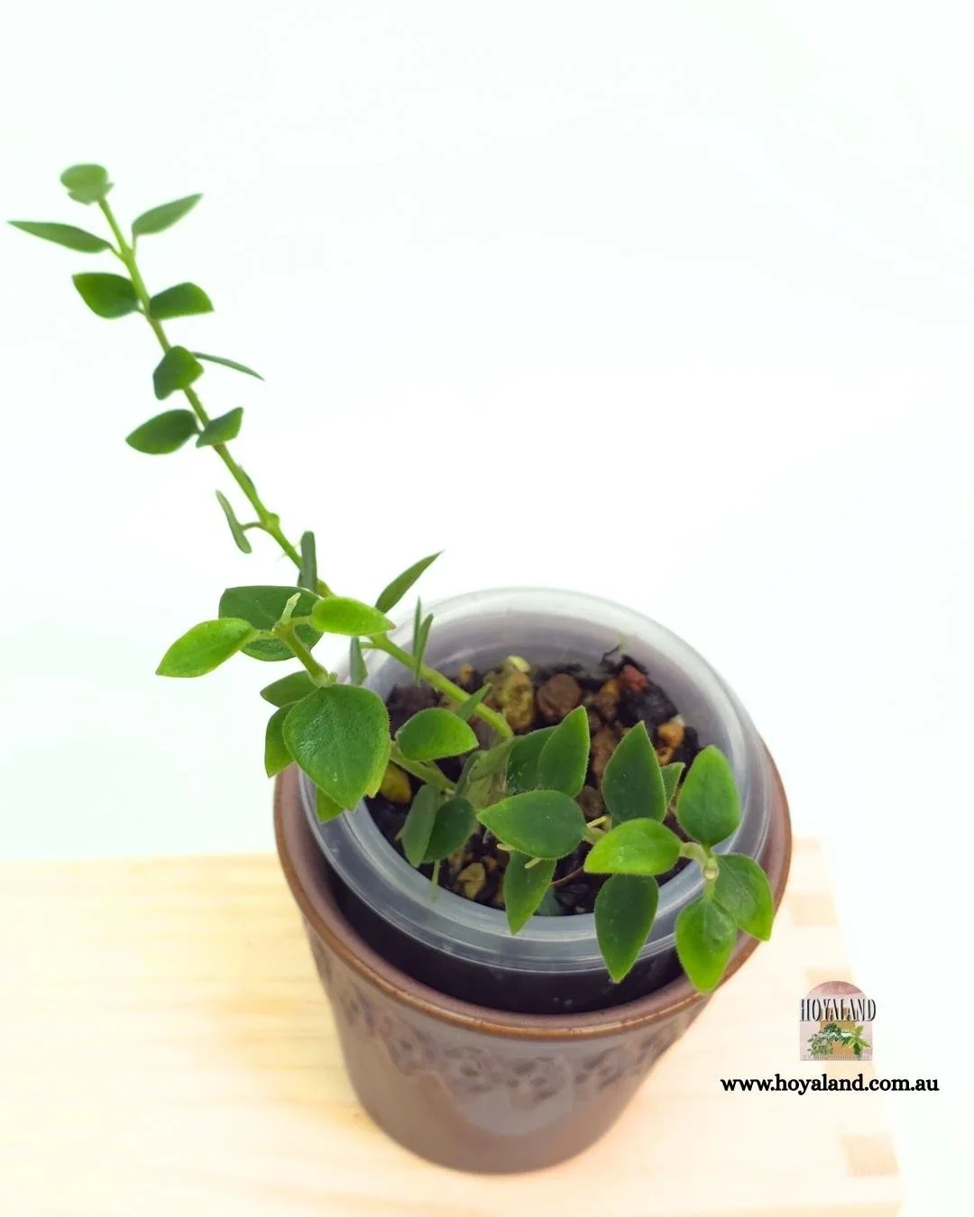 Hoya chinghungensis (2).jpg