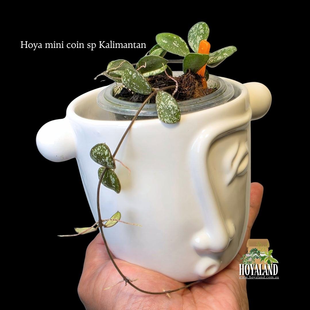 ⛄Hoya Mini Coin sp. Kalimantan | Highly Splashed Rare Small Leaf Collector Hoya