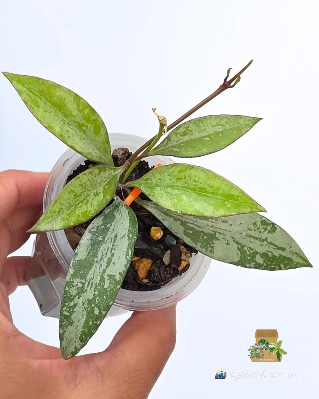 Hoya Rosita Silver 1 (2).jpg