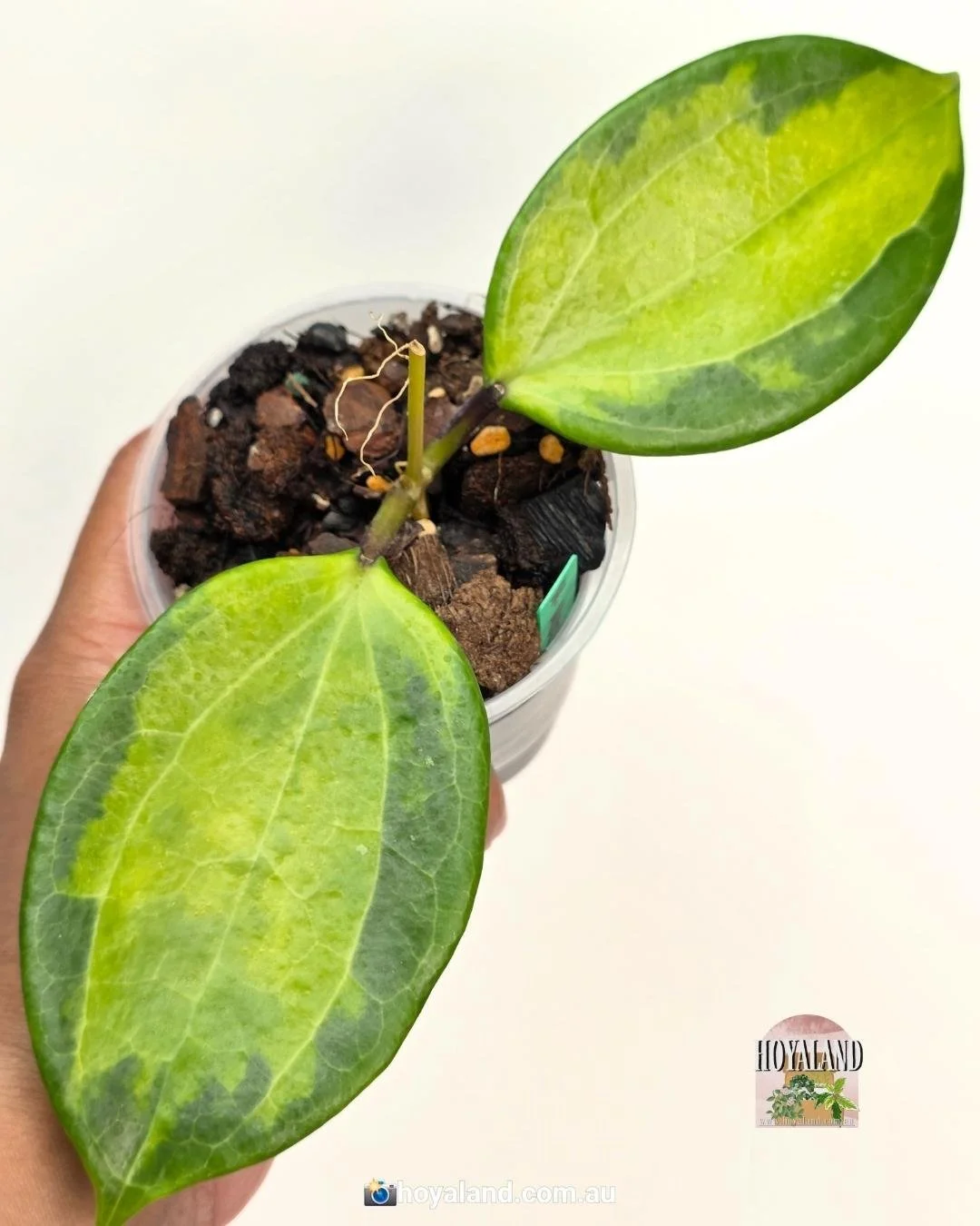 🌞  Ultra Rare Hoya Merillii Inner Variegata 🩷