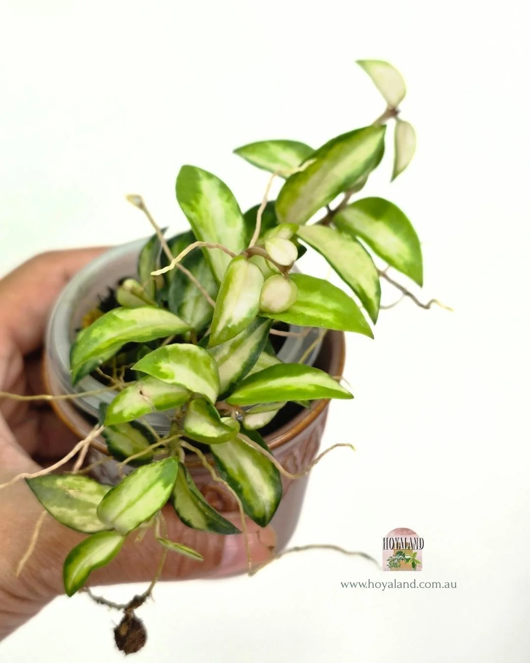 hoya lacunosa bruno (2).jpg