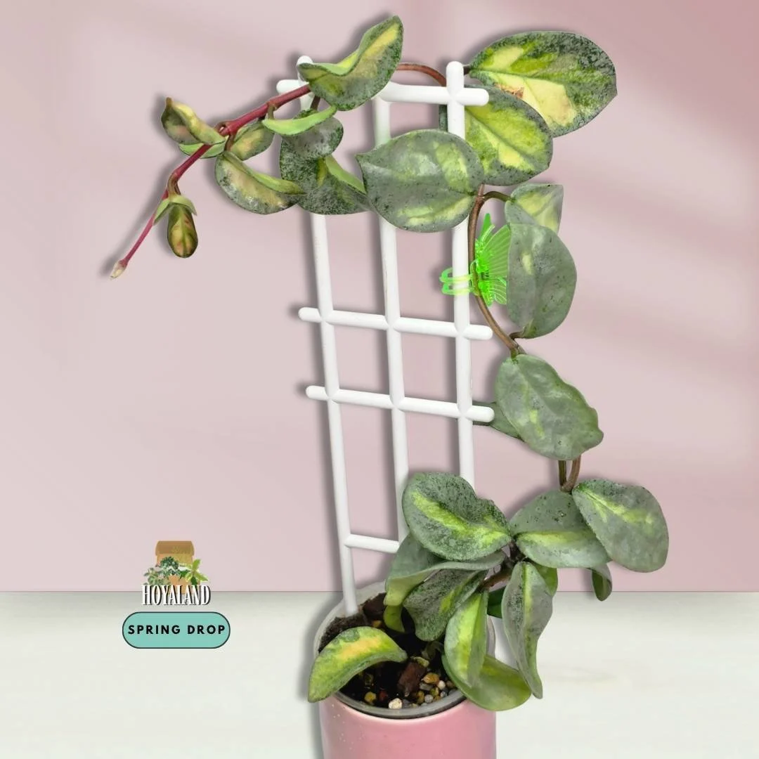 Hoya Argentea Princess (4).jpg