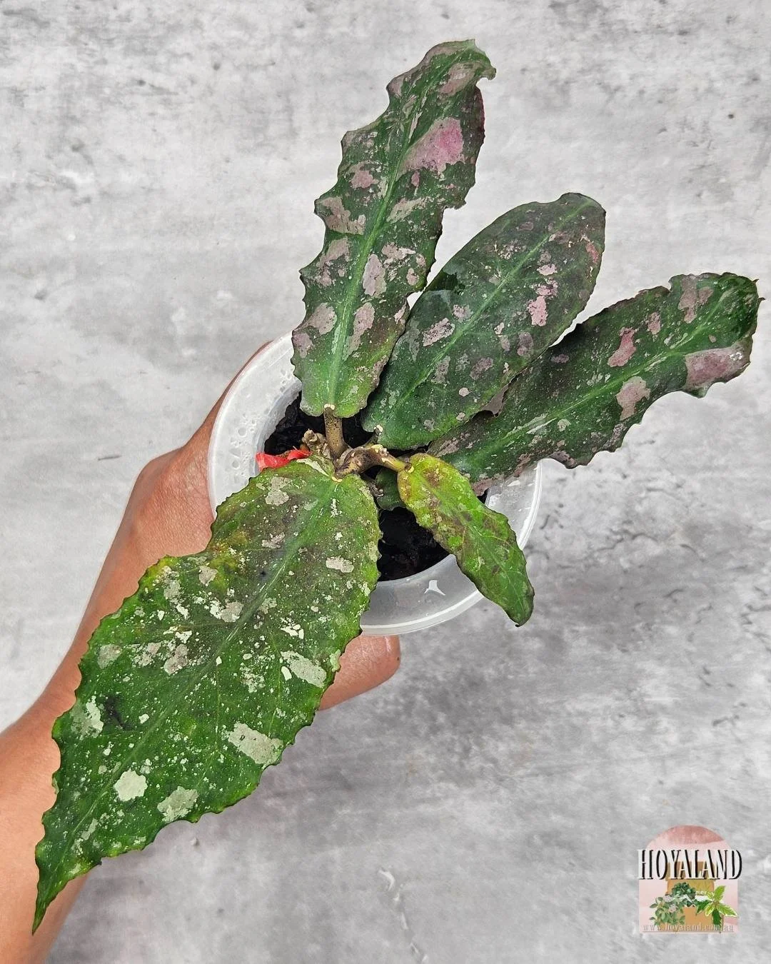 Hoya undulata (2).jpg