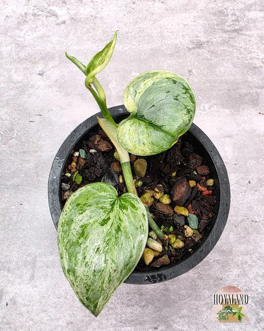 Scindapsus Tembaga A (6).jpg