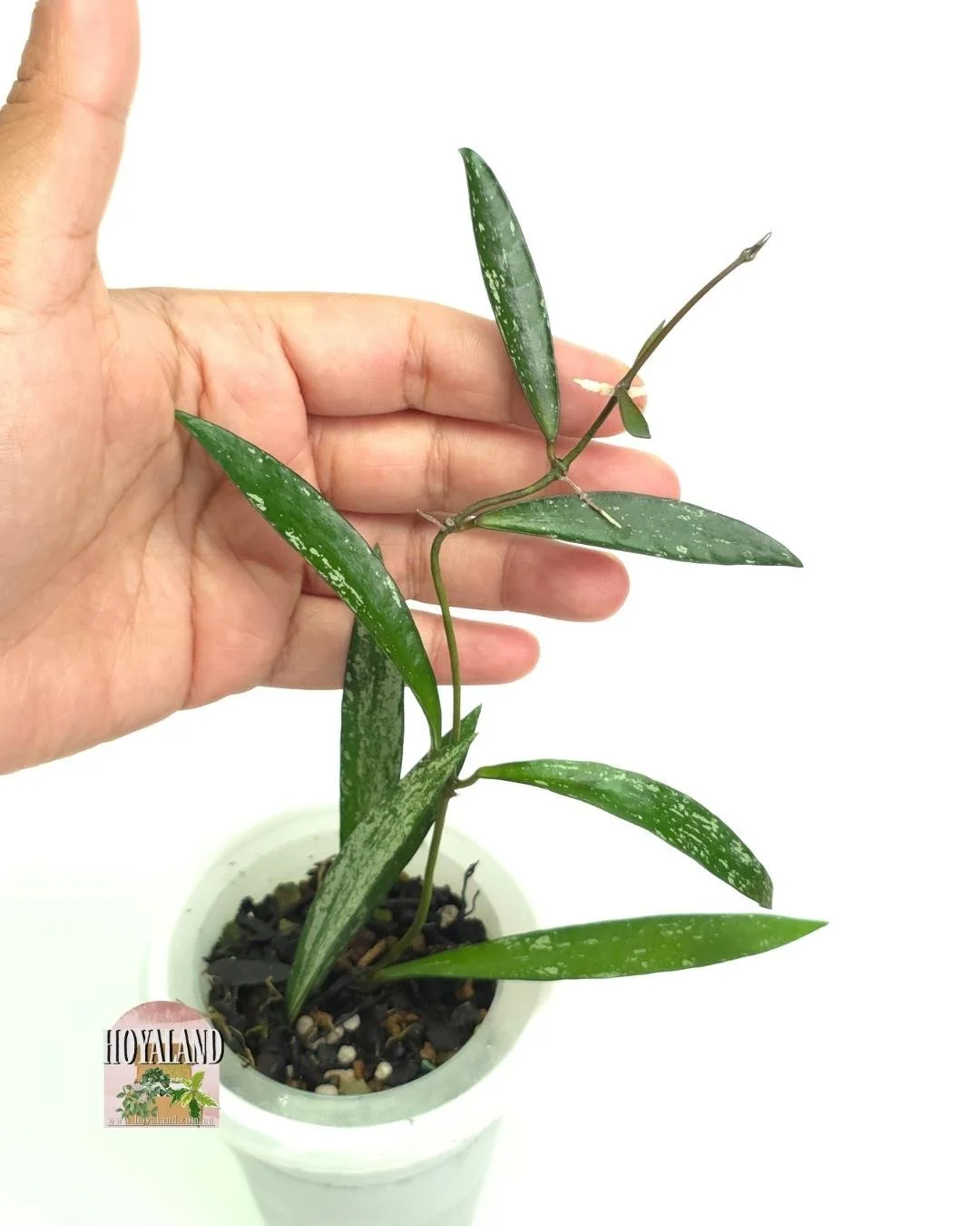 🌞 Hoya sp Tanggamus (Bamboo Leaf) | Rare Splashy Plant 🩷
