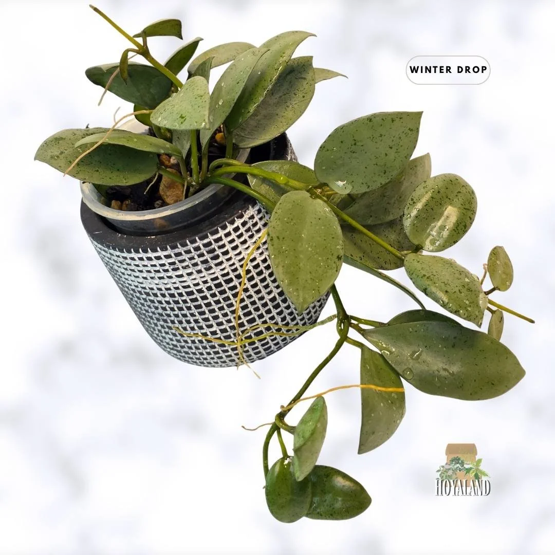 buy-rare-hoya-lacunosa-silver-mint-coin-heart-leaves-australia.webp (2).jpg