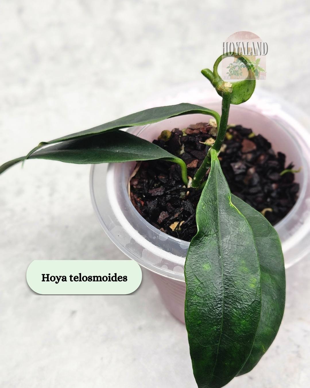 Hoya telesmoides.jpg