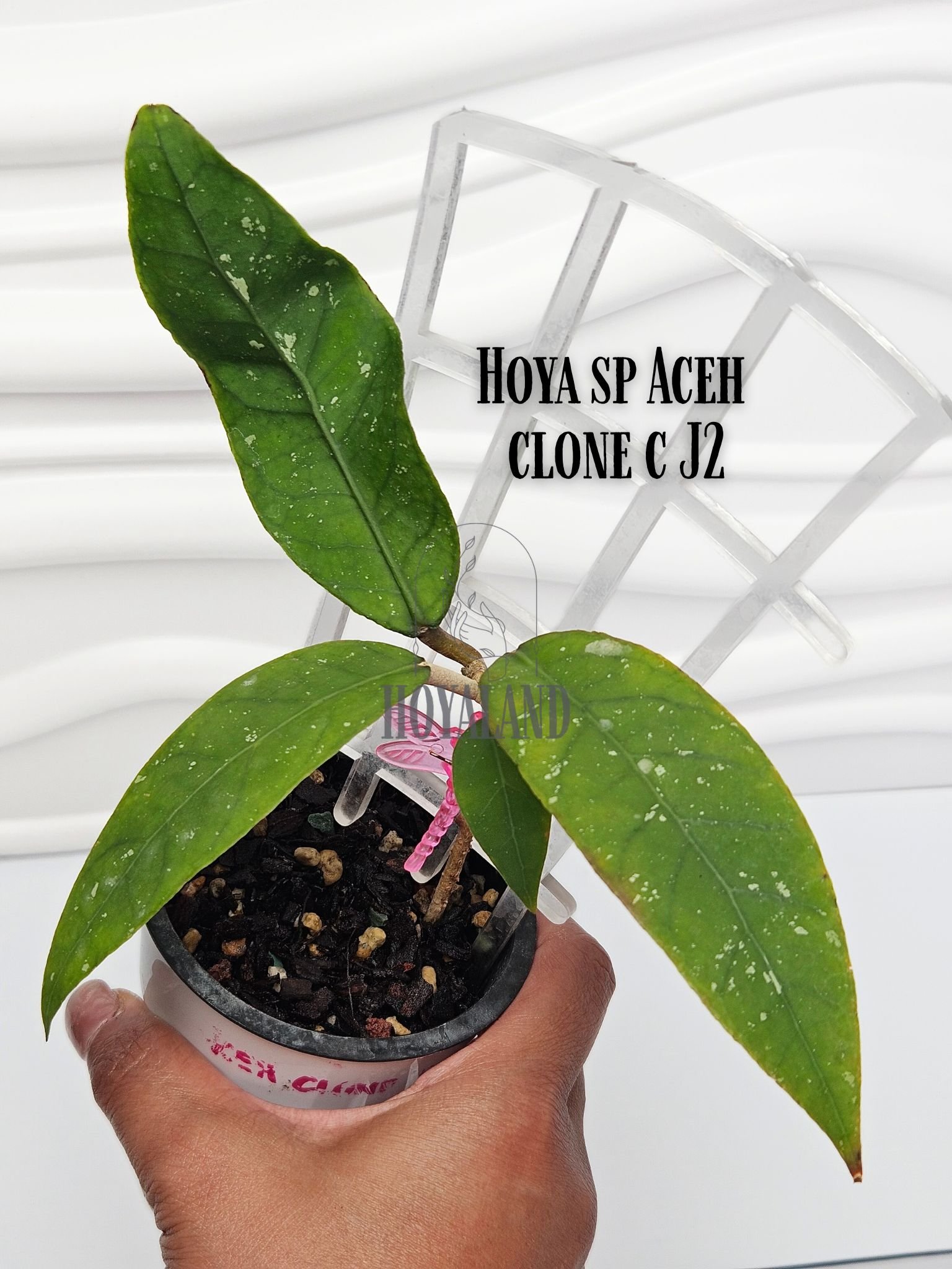 Hoya sp Aceh clone c J2 (4).jpg