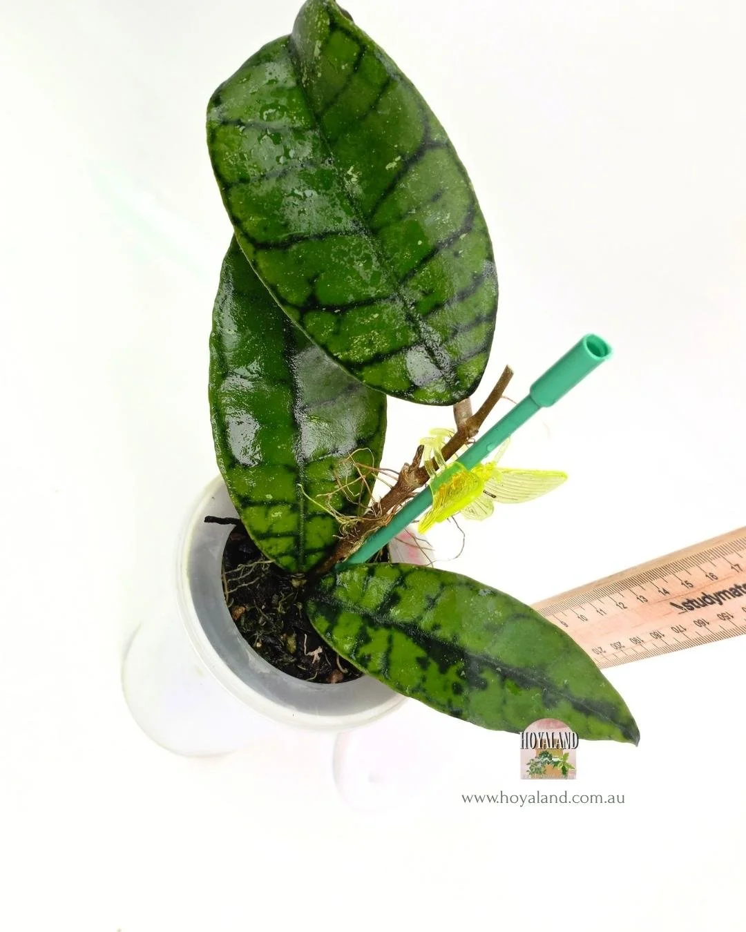 🍂  Hoya callistophylla black spot