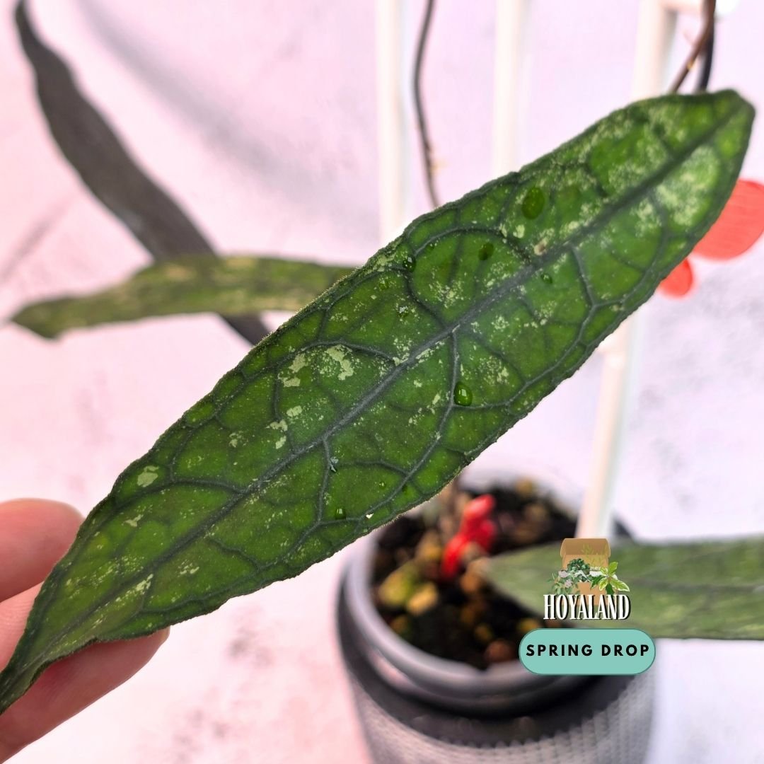 Established Hoya clemensiorum Dark Form climbing vine showing elongated rigid cardboard-like foliage with inky black raised veins