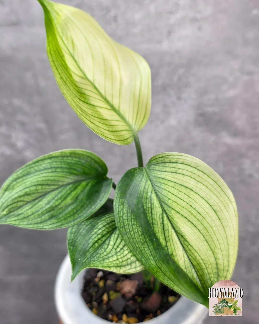 Scindapsus White Monster.jpg