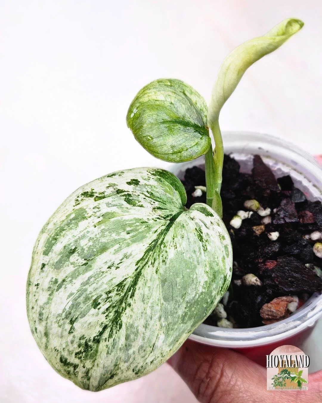 🌞 Rare Scindapsus Exotica Tembaga  ⛈️