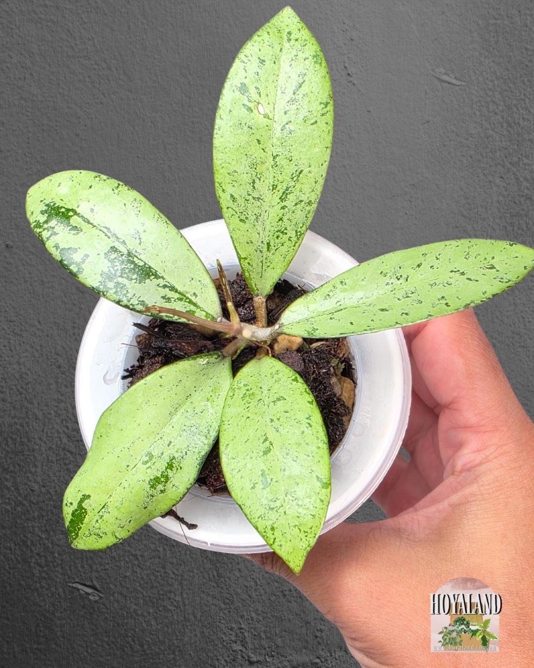 Hoya crassipetiolata x michele (3).jpg