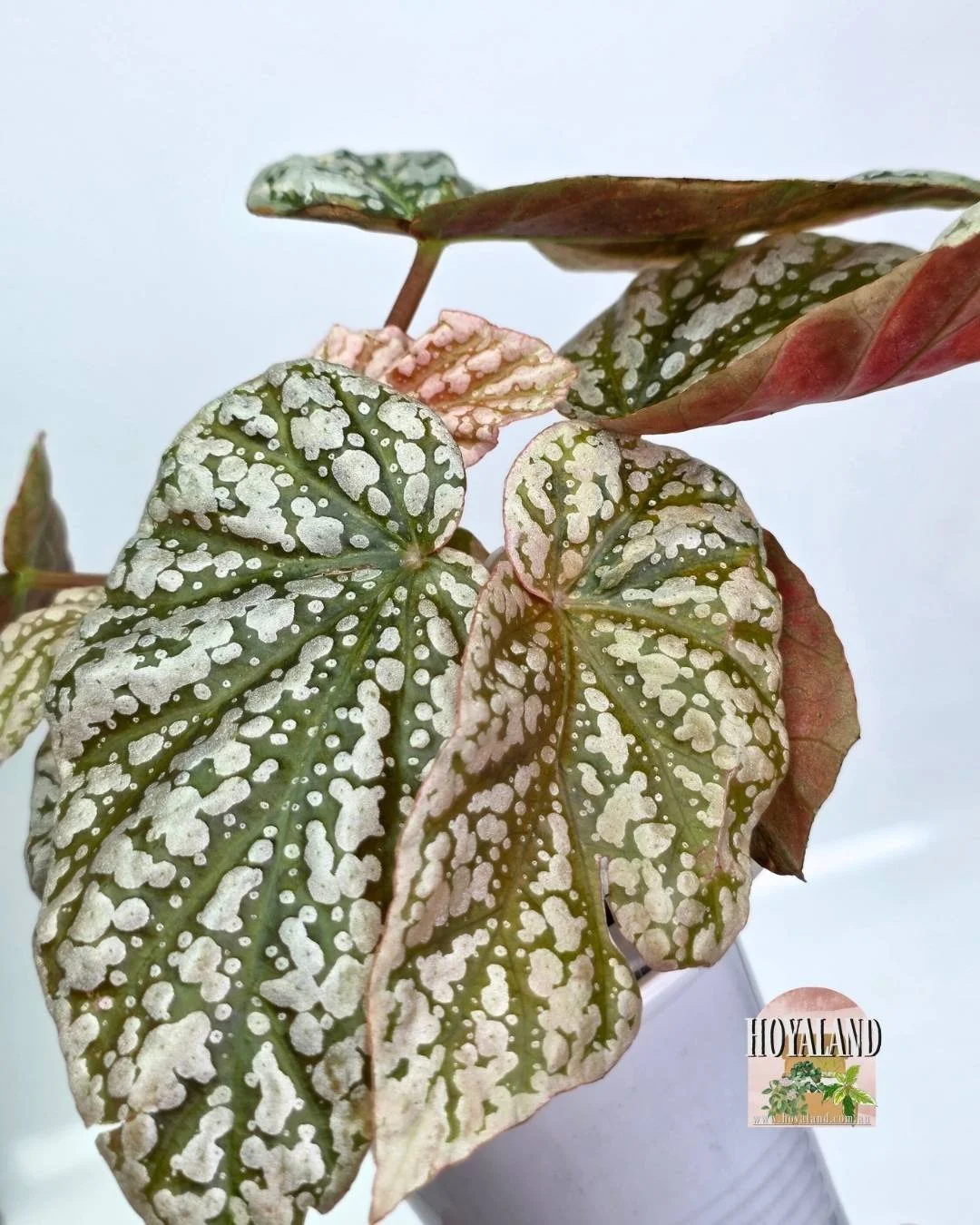 Begonia snowcap variegata (4).jpg