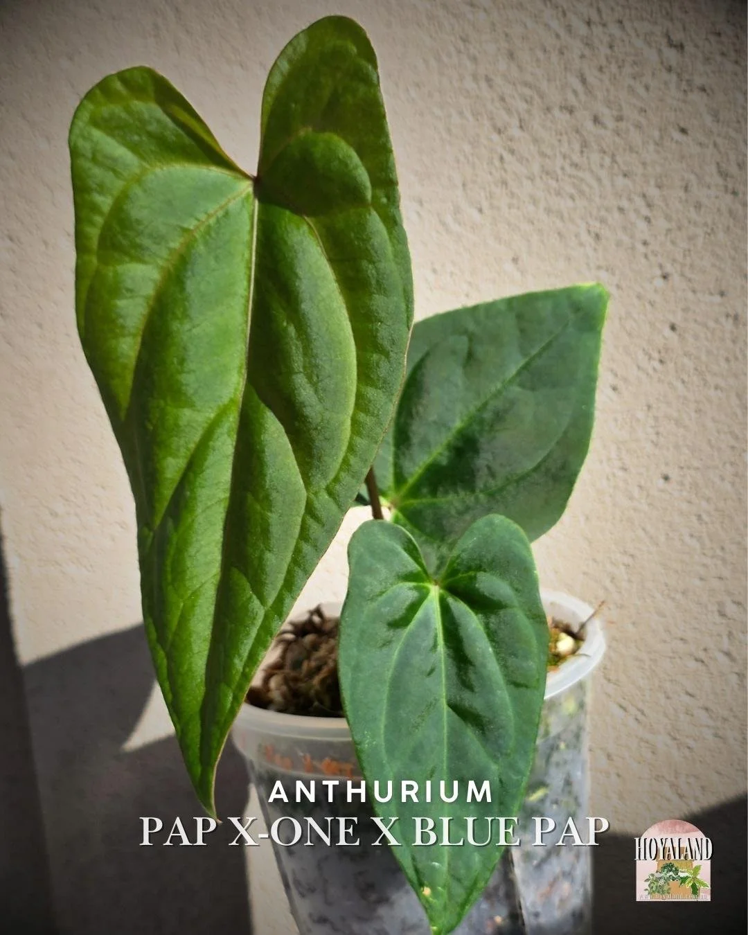 Anthurium papx1 x bluepap (5).jpg