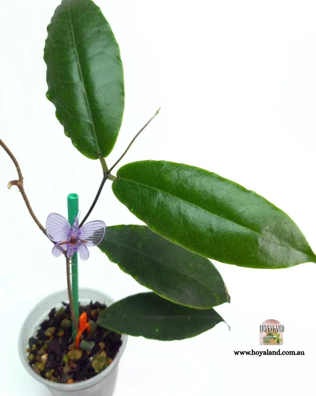 Hoya versteegii (2).jpg