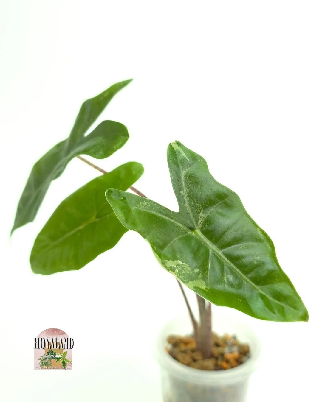 Alocasia pseudo sanderiana albo 1 (4).jpg