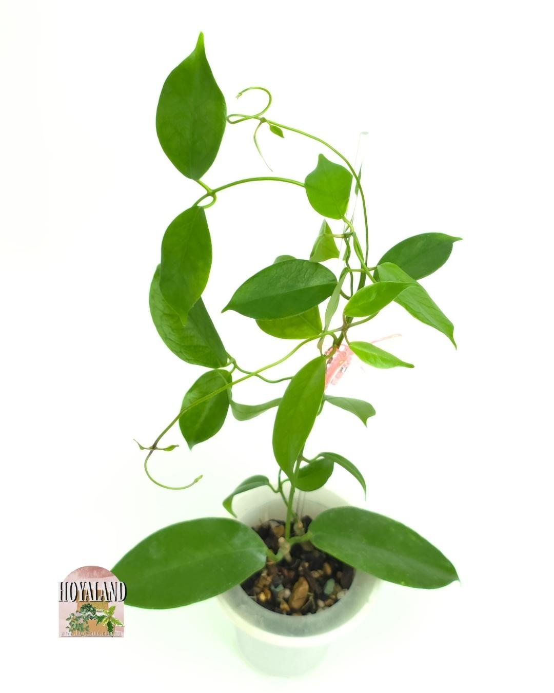 Hoya sp ovalau island (1).jpg