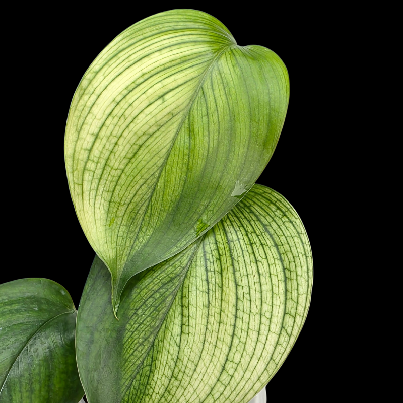 scindapsus mint white leaf