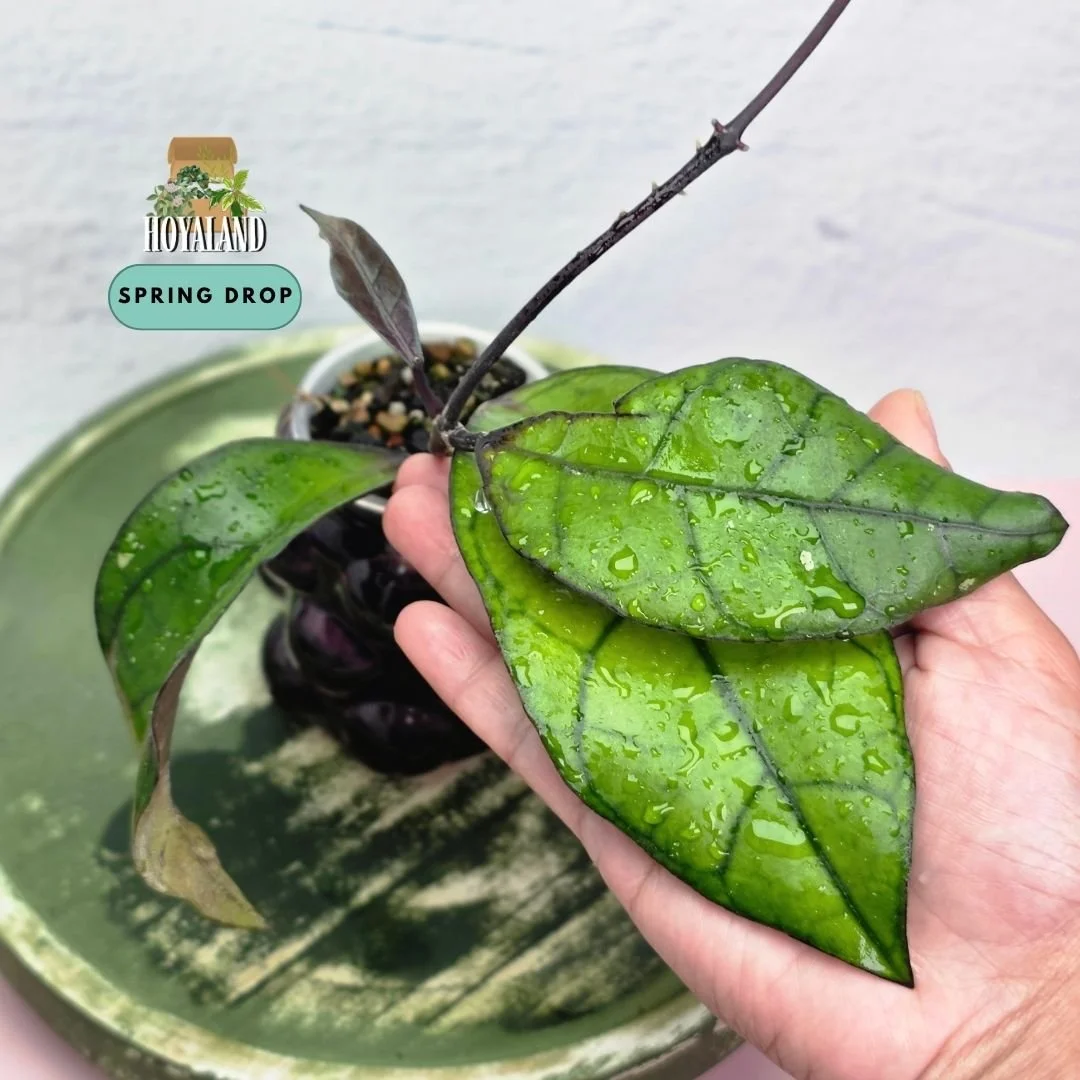 Hoya finlaysonii sp. Tabalong (Black Stem Morph)