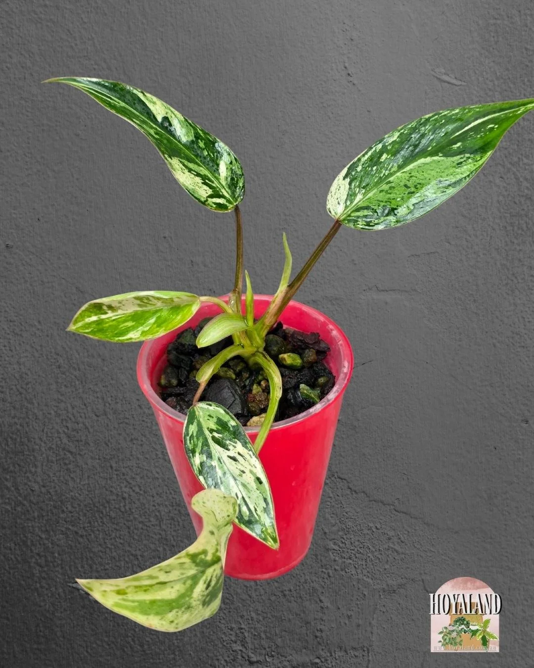 Philodendron emerald queen small (5).jpg