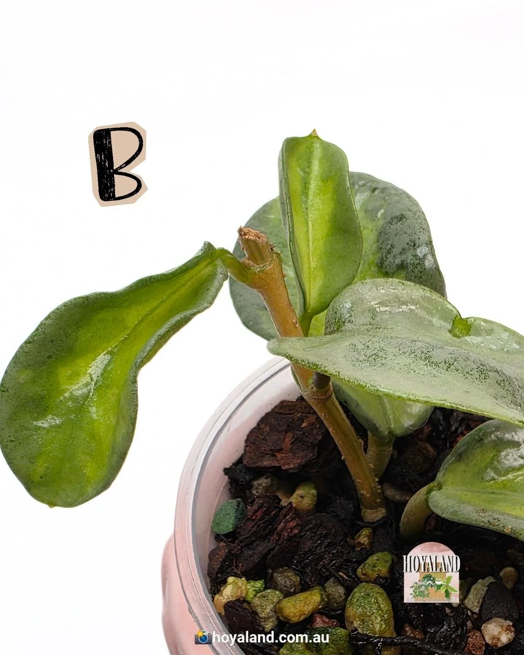 Hoya Argentea Princess B (4).jpg