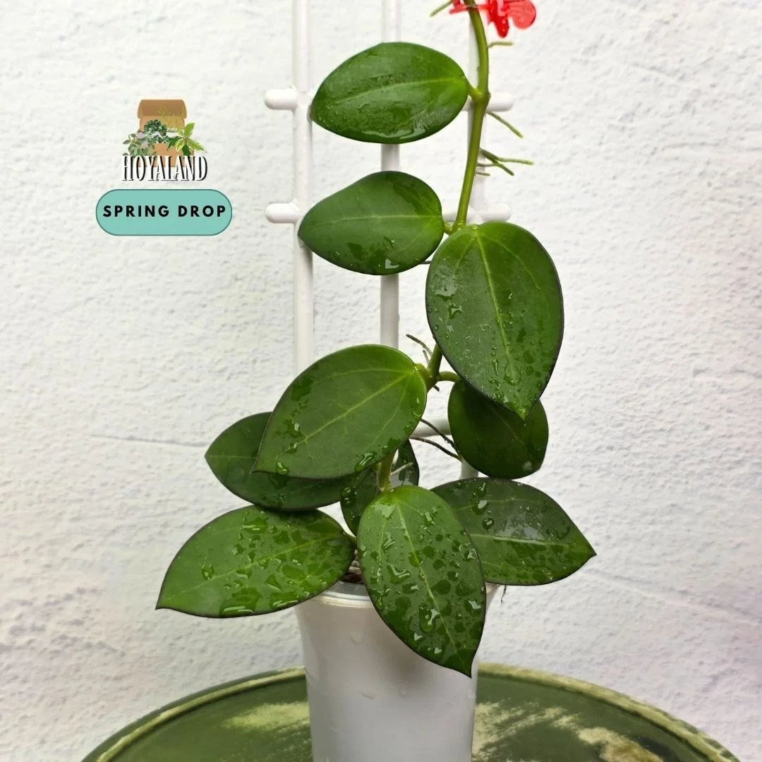 Established Hoya sp Para Green climbing vine showing thick succulent round disc leaves, deep emerald lamina, and active climbing growth