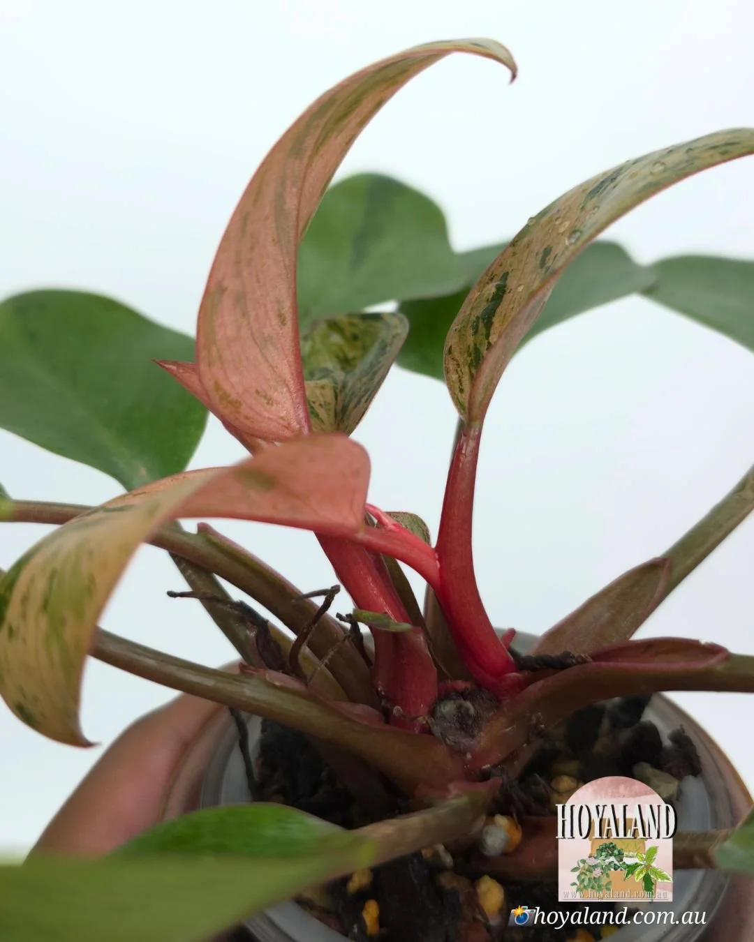 Philodendron red congo dwarf mint (3).jpg