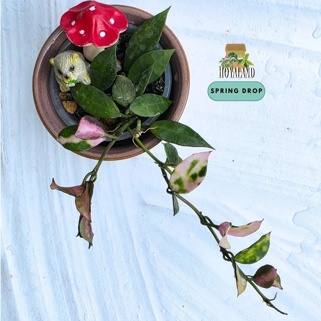 Hoya Lacunosa Cianjur.jpg