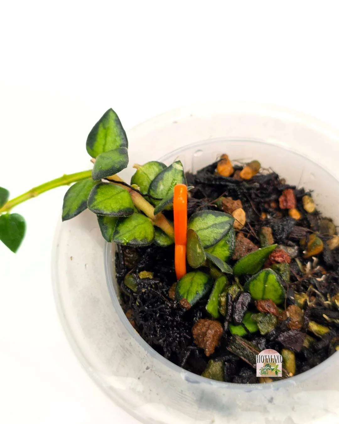 Hoya chinghungensis (3).jpg