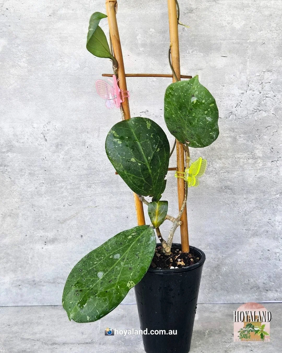 Hoya Michele  (1).jpg