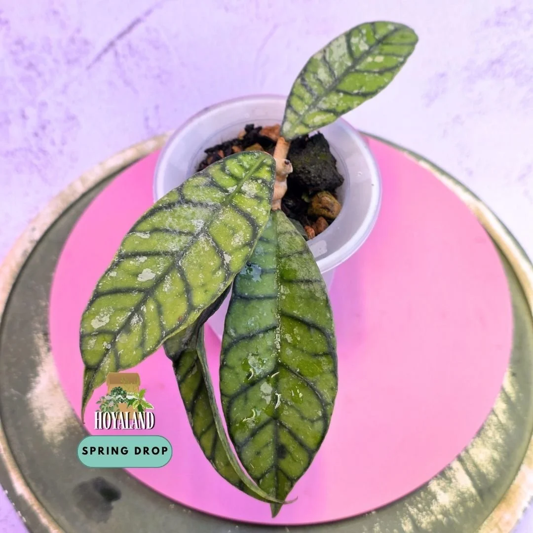 Hoya callistophylla 'Black Cat' Splash (Ultra-Rare Unicorn Form – Inky Reticulate Veins & Silver Splash)