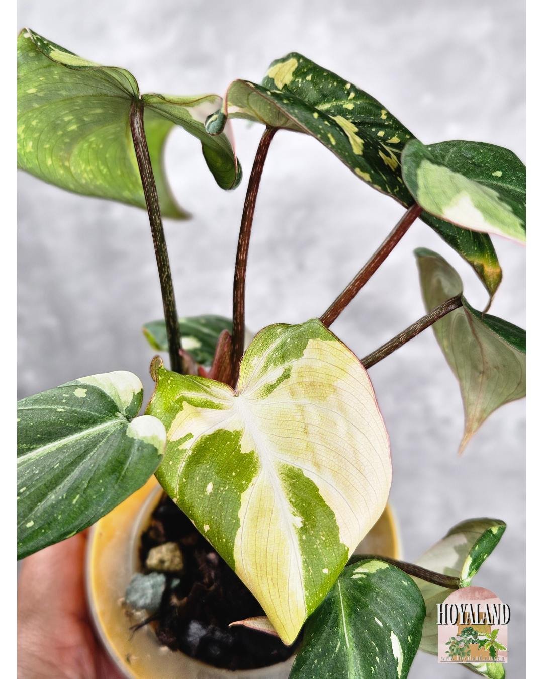 🌞  Philodendron Gloriosum Variegated ⛈️