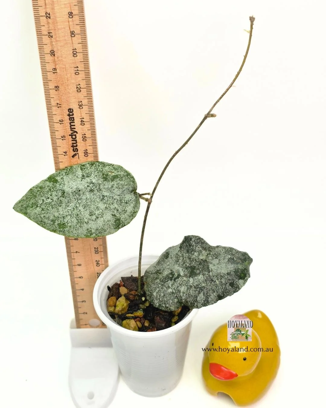 Hoya caudata silver (2).jpg