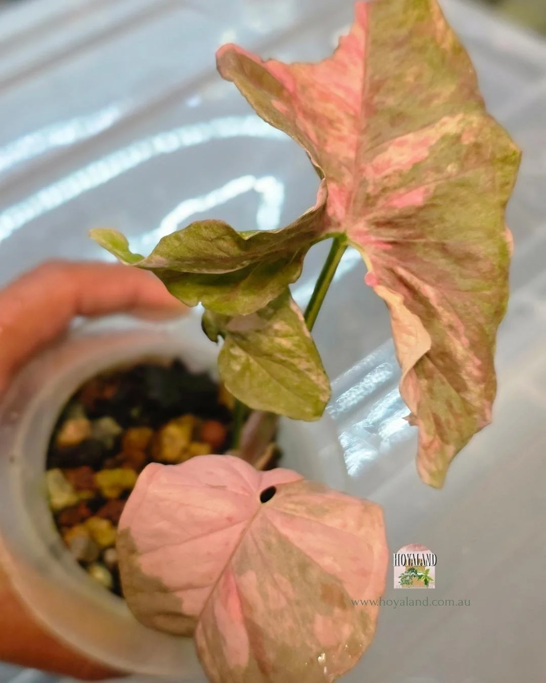 Syngonium confetii mutation (9).jpg