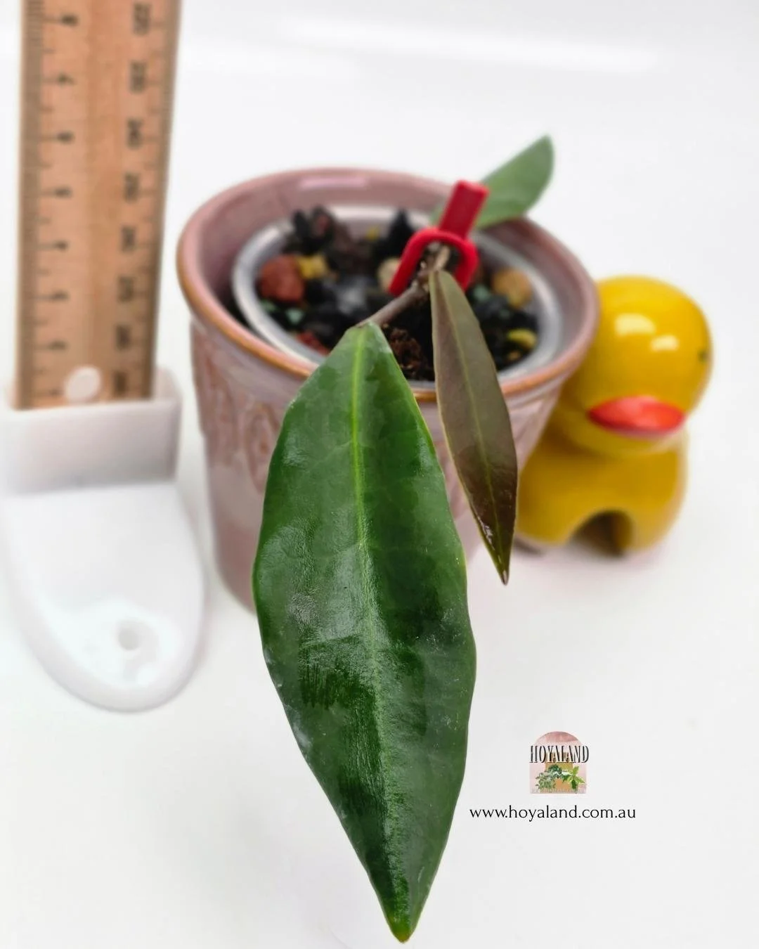 Hoya pulchra narrow A (2).jpg