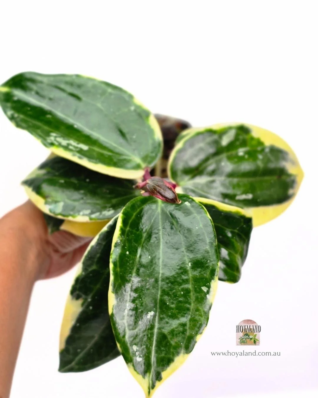 Hoya latifolia round albo (4).jpg