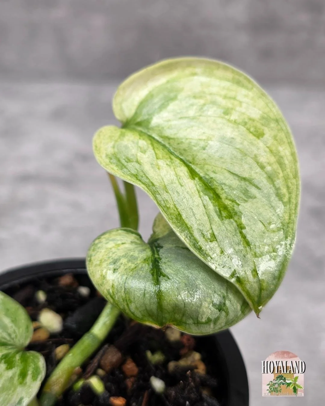 Scindapsus Tembaga (2).jpg