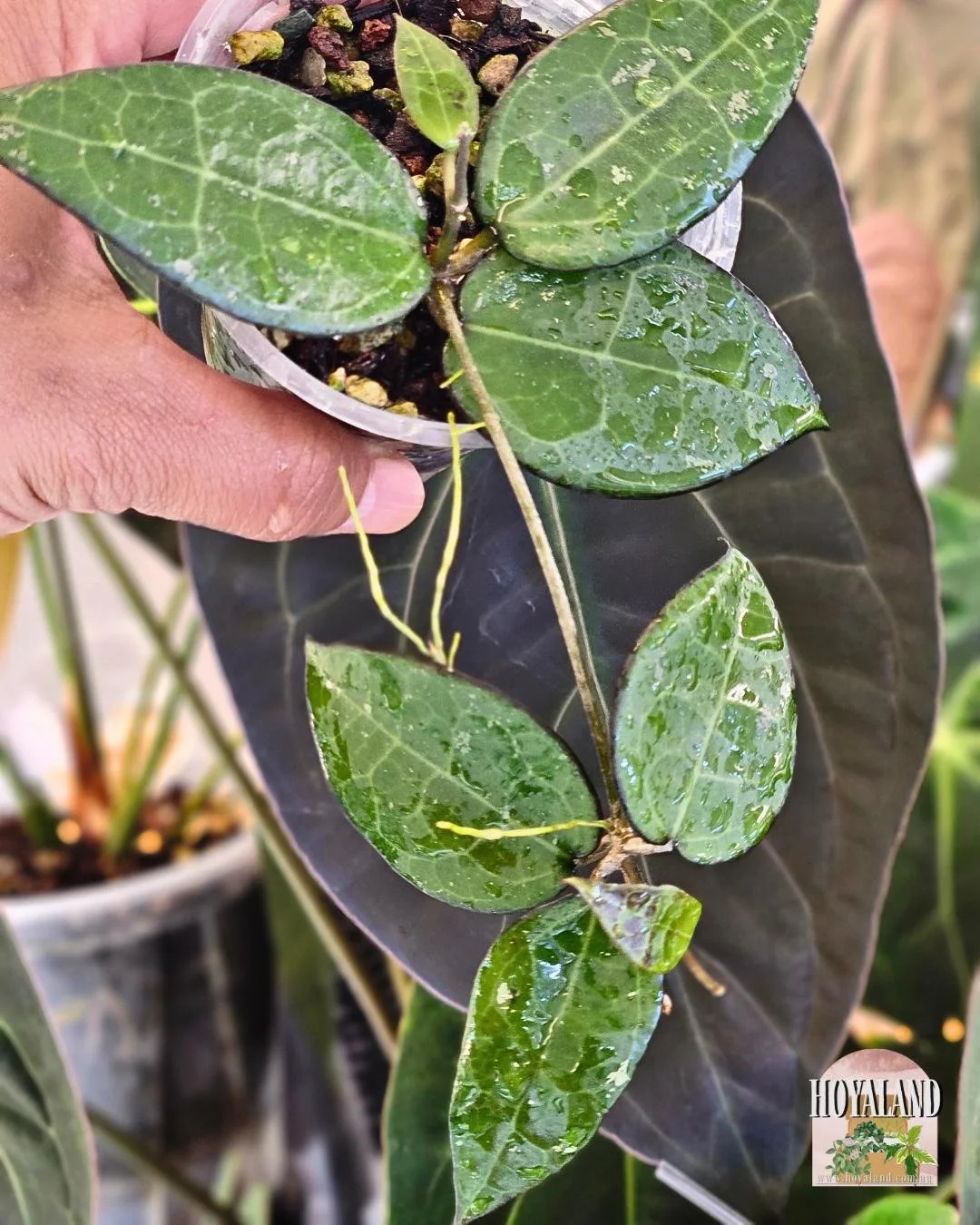 🌞 Veiny Hoya verticillata Black Margin ⛈️