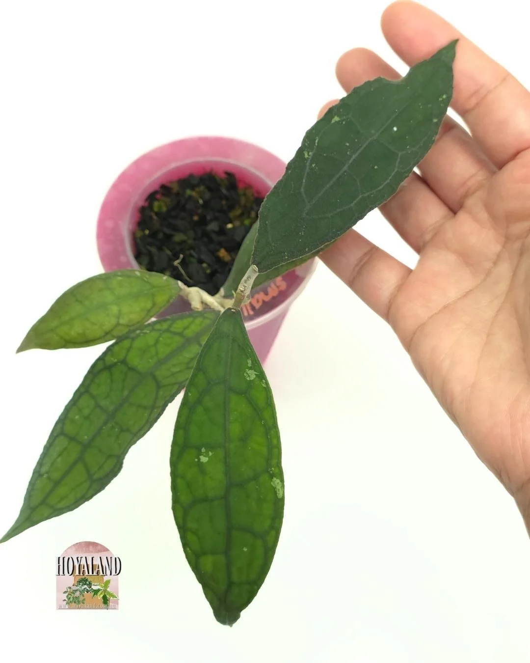 🌞 Hoya clemensiorum  (Small-Leaf Form) 🩷