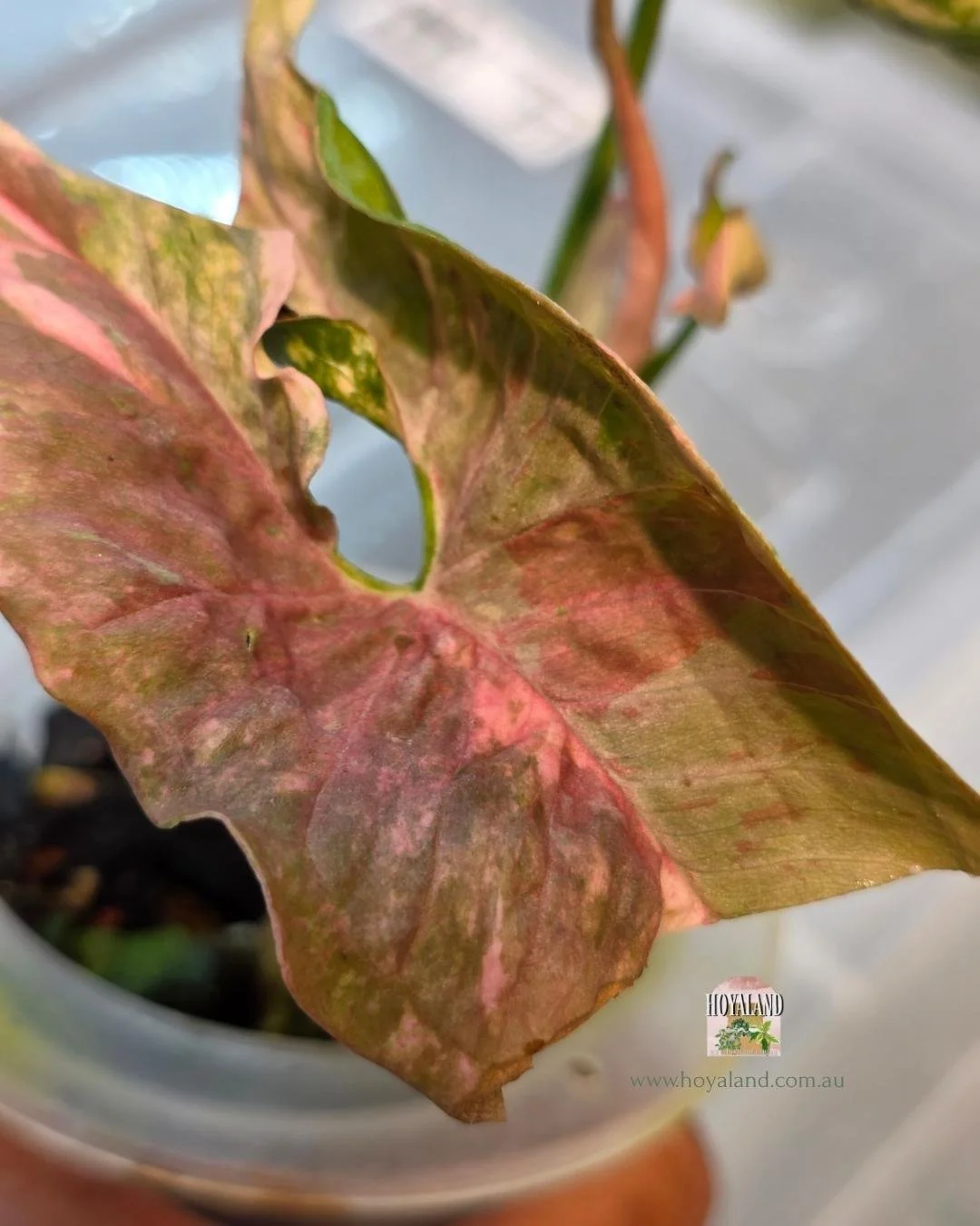 Syngonium confetii mutation (5).jpg