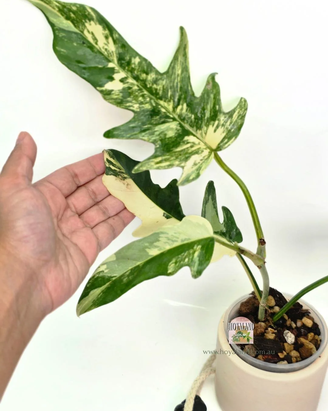 Philodendron fb x tortum (3).jpg