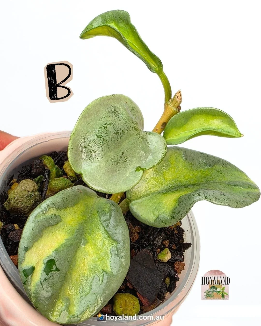 🌞 Hoya Carnosa Argentea Princess Rare B 🩷