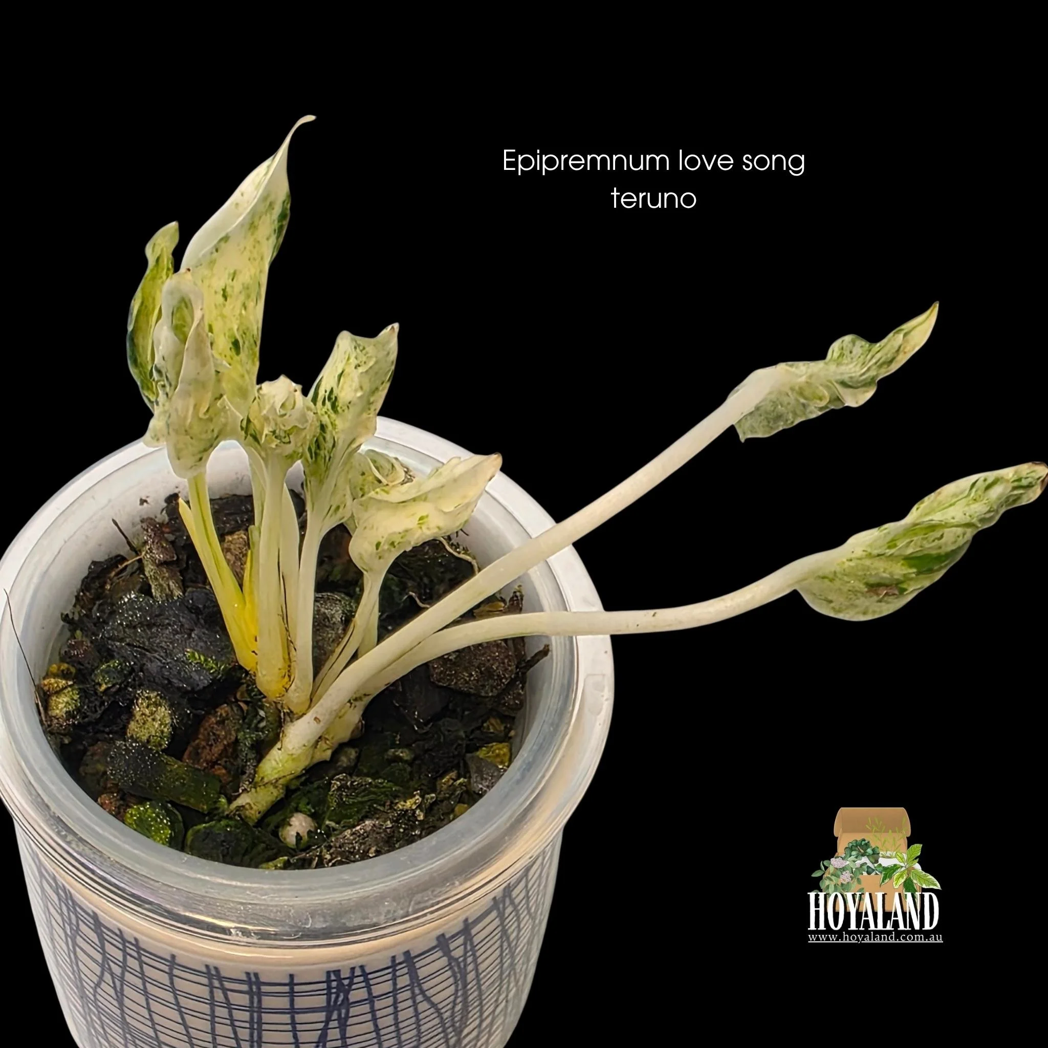 Epipremnum love song teruno.jpg