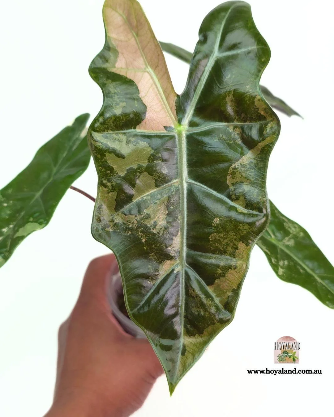 🍂  Alocasia Pseudo Sanderiana  Pink Corm Grown (TC Mumma)